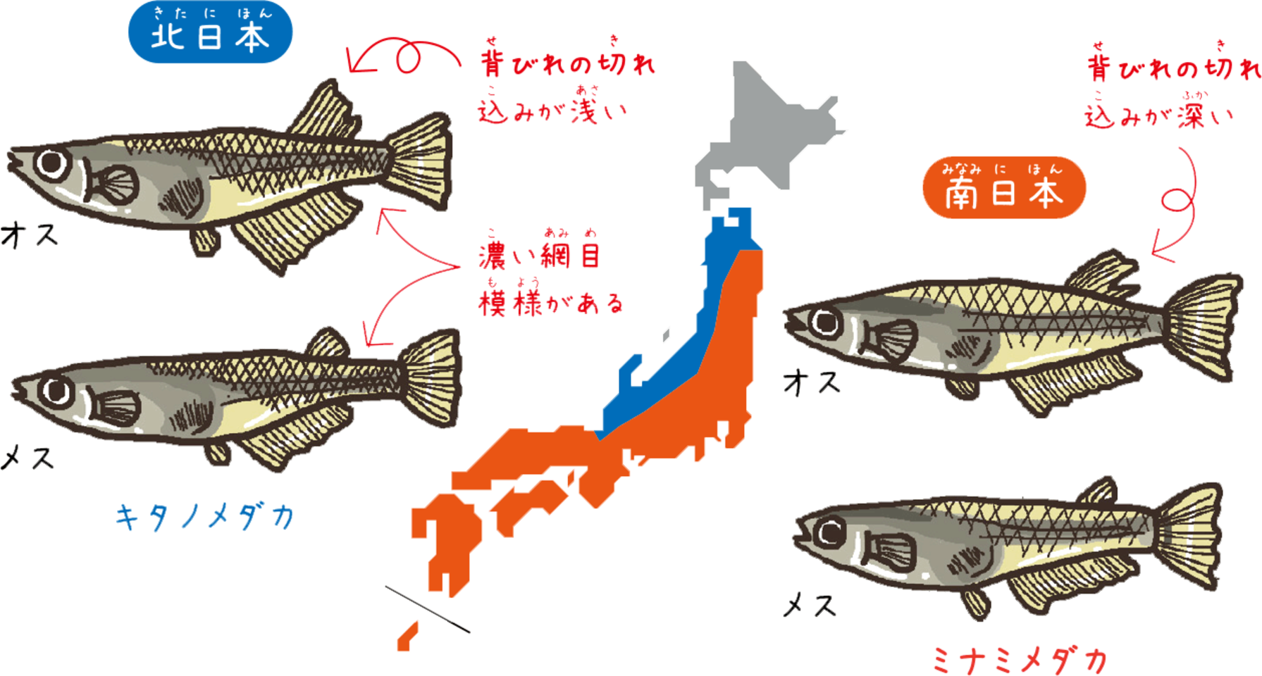 日本のメダカはほんとうは2種類だった 日本最大級のオーディオブック配信サービス Audiobook Jp