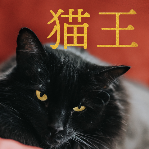 猫王
