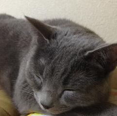 愛撫／闇の絵巻