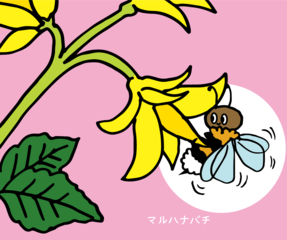 ハチはどんなふうに人の役に立っているの？