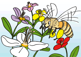 ミツバチはみつと花粉を食べる