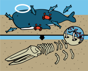 死んだクジラの骨にいろんな生き物が集まる