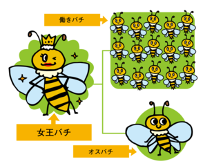 女王バチはミツバチの王様さまなの？