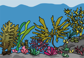 海藻はとってもカラフル