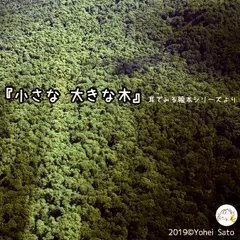 『小さな大きな木』 -耳でみる絵本シリーズより- [対象： 幼児期]