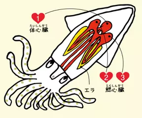 イカとタコは心臓を3つももっている
