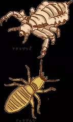 カジリムシは本当にいた！