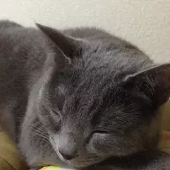 愛撫／闇の絵巻