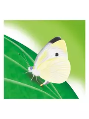 モンシロチョウの一生