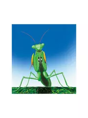 虫のドラキュラ ウスバカマキリ