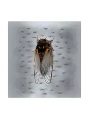 セミは夏一番の元気者