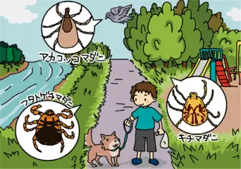 街中にもいる！？ 吸血マダニってなに？