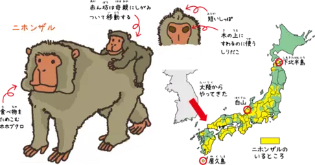ニホンザルはいつから日本にいるの？