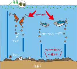 生き物の死がいとうんちが作る地層のお話