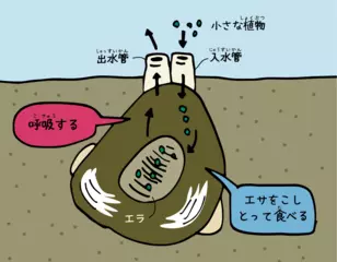 貝が水をきれいにするってホント？