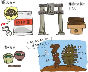 食べるだけじゃない！ 海藻の意外な使い方