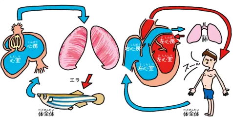 生き物の心臓いろいろ