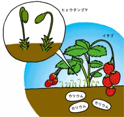イチゴとヒョウタンゴケ、一緒に暮くらすそのわけは？