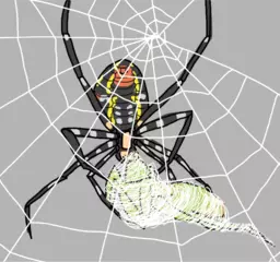 クモは血を吸いますか？