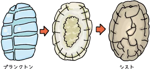 眠るプランクトン