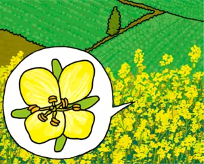 菜の花畑ってどういうもの？
