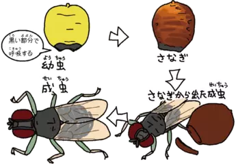 シラミバエは中学生をうむ！？