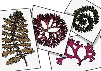 カラフルで形もおもしろい 海藻でアートしよう！