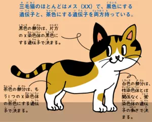 三毛猫はメスがほとんど