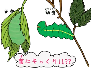 かくれんぼの名人、ヤママユ