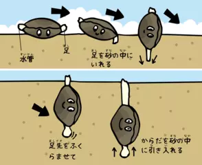 二枚貝も動いて逃げることがある