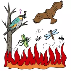 ビックリ！ 火を恐れない鳥