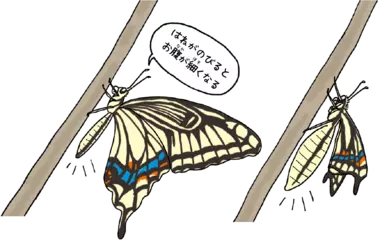 チョウのはねは水風船のようにふくらむ