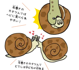 左巻きのカタツムリがいるのはヘビのおかげ！？