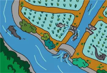 田んぼはお魚パラダイス！？