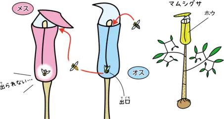 虫をだまして花粉を運ばせる植物