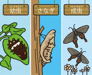 色が変わるジャコウアゲハの命づな