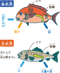海の魚と川の魚はどこがちがうの？