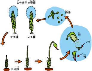 コケはじっとしているわけじゃない！