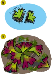 水上でも陸上でも育つイチョウウキゴケのお話