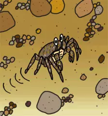 カニがつくる砂だんごの謎