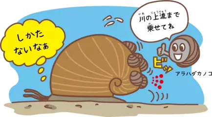 ヒッチハイクする貝がいるってほんとう？
