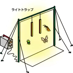 「しかけ」を使って昆虫を集めよう