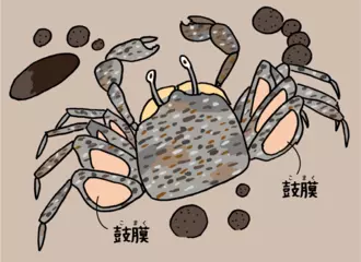 足で息をするカニがいるってほんとう？