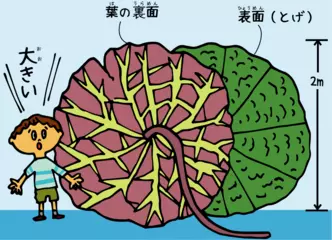 とげのある巨大な葉をもつオニバス
