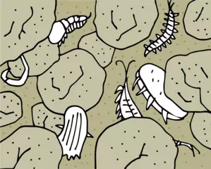 砂浜には目に見えない生き物がうじゃうじゃ