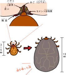 マダニが抜けない！？ あごに隠されたヒミツ