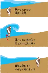 サーフィンが得意な貝の話