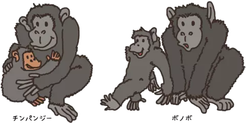 ヒトに一番近い動物ってなに？