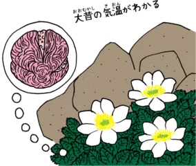 花粉から昔の植物や気候がわかる