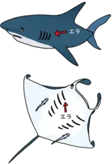 サメとエイってどうちがうの？
